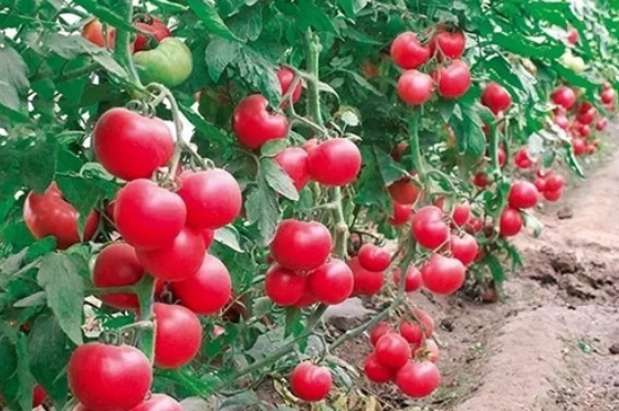 温室一大茬番茄栽培技术